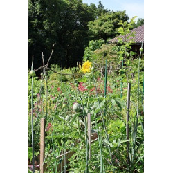 Diagnostic Expertise Niv 2